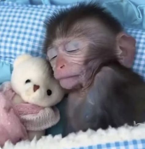 Cute Monkey Pfp, Monkey Aesthetic, Monkey Icon, Cute Monkey Pictures, Tiny Monkey, Tattoo Animal, Big Brain, Monkey Pictures