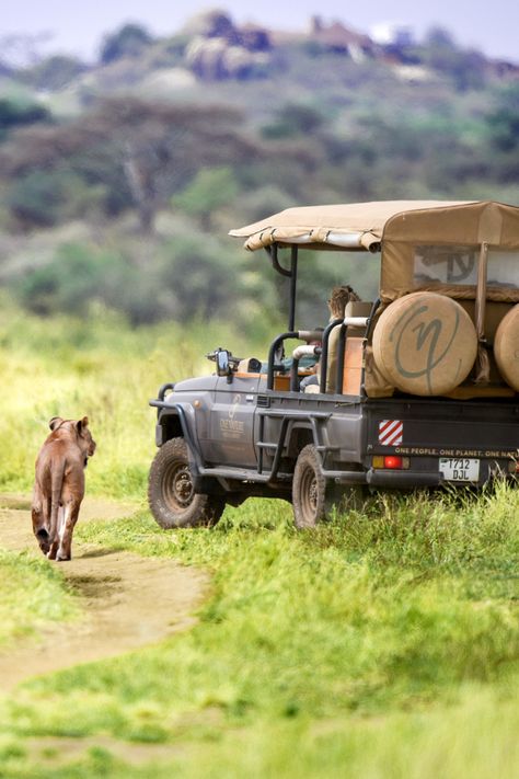 Luxury African Safari, Serengeti National Park. Safari Game, Luxury African Safari, Safari Outfit, Wild Safari, Safari Tour, African Safari, Butterfly Wallpaper, Car Rental, Land Cruiser