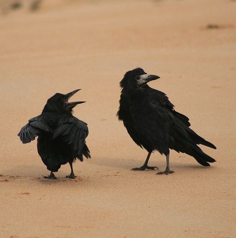 Two Crows, Crows Drawing, I Want Food, Black Magick, Black Birds, Jackdaw, Express Your Feelings, Crows Ravens, Day At The Beach