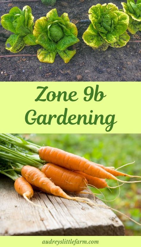 Learn how to grow a vegetable garden in Zone 9b. States included in this zone include California, Arizona, Texas and Florida! #audreyslittlefarm #zone9b #gardening Florida Raised Garden Bed, Gardening Zone 9b Florida, Zone 9b Planting Schedule Florida, Gardening In Southern California, 9b Gardening Zone, Zone 9b Planting Schedule, Zone 9b Landscaping California, 9b Plants, North Florida Gardening