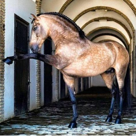 Andalusian Horse, Majestic Horse, All The Pretty Horses, Horse Crazy, Cute Horses, Horse Life, Horse Photos, Horse Coloring, Pretty Horses