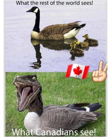 Canadian Stereotypes, Canadian Memes, Canada Memes, Canadian Humor, Meanwhile In Canada, Canadian Things, Hetalia Funny, Hockey Memes, Canada Eh