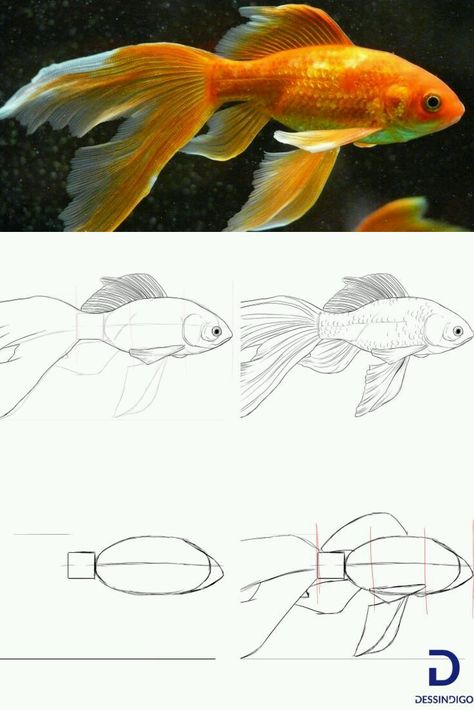 Fish Sketch, Koi Fish Drawing, Shading Drawing, Drawn Fish, Pencil Drawings For Beginners, Flower Drawing Tutorials, Nature Sketch, Best Anime Drawings, Drawing Examples