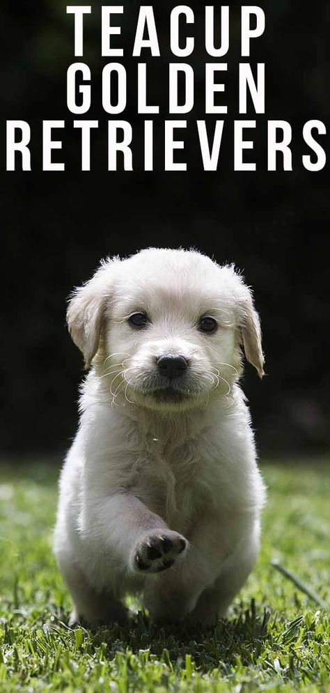 teacup golden retriever Golden Retriever Cocker Spaniel, Litter Of Golden Retriever Puppies, Golden Cocker Retriever, Female Golden Retriever, Teacup Golden Retriever, Mini Golden Retriever, Miniature Golden Retriever, Tea Cup Golden Retriever, Cute Tiny Dogs Tea Cups