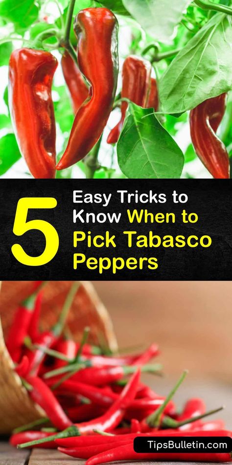 5 Easy Tricks to Know When to Pick Tabasco Peppers Tobasco Recipe, Tabasco Sauce Recipe, Tabasco Peppers, Tabasco Recipes, Hot Pepper Recipes, Tabasco Hot Sauce, Pickled Banana Peppers, Tabasco Pepper, Growing Peppers