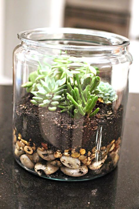 DIY Succulent Terranium.. use an old candle jar? I really like this idea...too bad I kill all the plants I try to take care of Repurpose Candle Jars, Terrariums Diy, Old Candle Jars, Empty Candle Jars, Diy Succulent Terrarium, نباتات منزلية, Mini Terrarium, Old Candles, Terrarium Diy