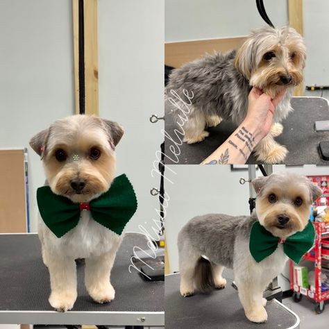 Yorkies Haircut Male, Yorkie Haircut Male, Yorkie Girl Haircut, Yorkie Summer Cut, Party Yorkie Haircut, Yorkie Hair, Pomeranian Haircut, Baby Tuxedo, Yorkie Cuts