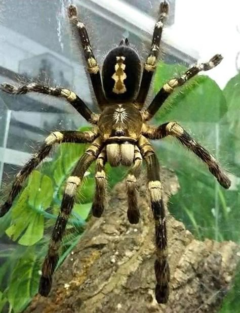 Spider Pfp, Pretty Spiders, Dangerous Spiders, Giant Spiders, Pet Tarantula, Arachnids Spiders, Huge Spiders, Spiders And Snakes, Black Spiders