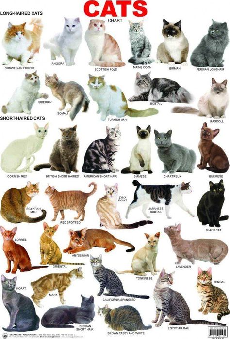 Cat breeds: information, characteristics and behavior From cuddly cats that like to laze about at home to independent cats who like to roam and explore the local neighbourhood, no two are quite the same. If you are interested in adopting, reho Cat Breeds Chart, Best Cat Breeds, American Bobtail, Types Of Cats, Beautiful Cat Breeds, Cat Facts, Cat Aesthetic, Here Kitty Kitty, Best Cat