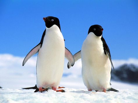 Community Post: 16 Pictures Of Animals Holding Hands Penguin Love, Arctic Animals, Animal Photos, Amazing Animals, Birds Of A Feather, Animal Love, Beautiful Animals, Love Animals, Beautiful Birds