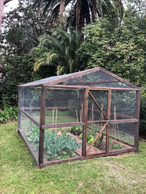 Caged Vegetable Garden, Garden Cages Vegetable, Outdoor Enclosed Garden, Vegetable Plot Ideas, Garden Enclosures Ideas, Enclosed Veggie Garden Ideas, Enclosed Veggie Garden, Diy Garden Enclosure, Enclosed Garden Design