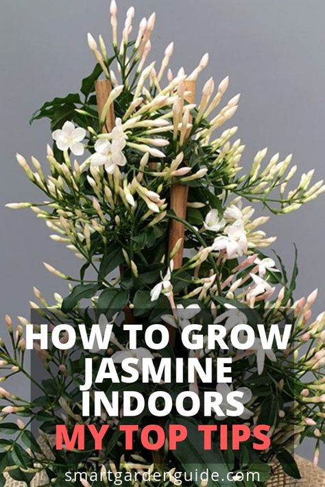 Indoor Fragrant Plants, Indoor Jasmine Plant Houseplant, Grow Jasmine Indoors, Jasmine Indoor Plant, Solarium Plants, Jasmine Houseplant, Jasmine Plant Outdoor, Jasmin Plant, Flowers To Grow Indoors