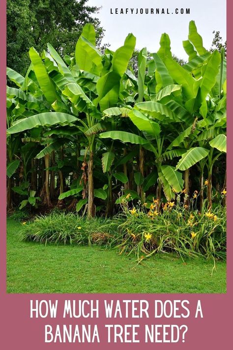 Hardy Banana Tree, Banana Tree Companion Plants, Growing A Banana Tree From A Banana, Banana Trees Around Pool, Banana Plants Landscaping, Banana Plants Outdoor, Banana Tree Landscaping, Landscaping With Banana Trees, Planting Banana Trees