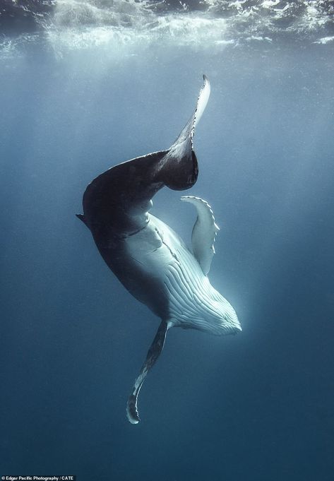 Having a whale of a time! Mesmerising moment majestic humpbacks show off their acrobatic moves Whale Aesthetic, Whales Underwater, Breaching Whale, Whale Fall, Whale Photo, Whale Photos, Whale Swimming, Whale Pictures, Shark Whale