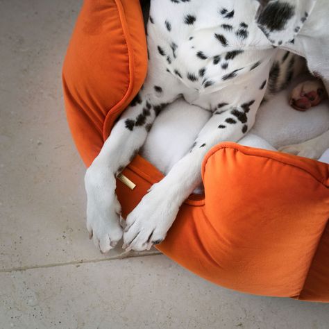 The brand new rich Pumpkin Velvet 🧡🎃✨


🔗 High Wall Dog Bed In Pumpkin Velvet By Lords & Labradors Velvet Beds, Beds For Dogs, Large Breed Dogs, Breed Dogs, Velvet Bed, Velvet Pumpkins, Wall Bed, High Walls, Large Dog Breeds