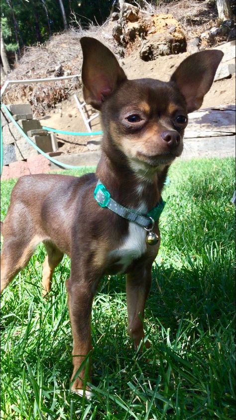 Female chihuahua, brown, tan and whit stripe on chest. Kiss markings on face and hazel eyes! Brown Chiuahaha, Light Brown Chihuahua, Short Haired Chihuahua, Real Reference, Chi Dog, Brown Chihuahua, Swiss House, Miniature Pinscher Dog, Chihuahua Puppies For Sale