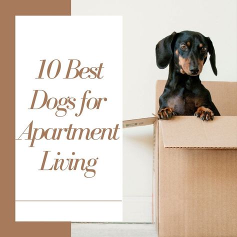 If you want a dog but live in an apartment, check out this list of the top 10 dog breeds for apartment dwellers! Dog Apartment Living, Dog Apartment, Apartment Dogs Breeds, Top 10 Dog Breeds, Dog Illnesses, Apartment Dogs, Dog Varieties, Train Your Dog, Best Dog Breeds