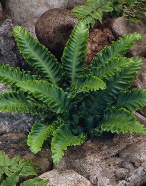 Asplenium Scolopendrium, Tropical Planting, Evergreen Ferns, Ferns Garden, Evergreen Garden, Pond Plants, Garden Shrubs, Container Gardening Vegetables, Woodland Garden