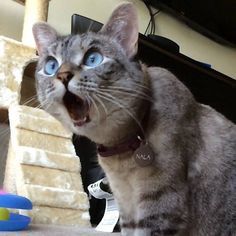 Shocked Cat, Animal Images, Lovely Friends, Funny Animal Photos, Animal Photos, Friends Funny, Funny Animal, Gossip Girl, Cat Memes