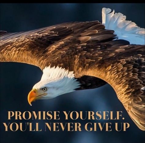 Eagle Quotes, Attitude Tips, Inspirational Quotes Hd, Eagles Quotes, Badminton Quotes, Wise Man Quotes, Eagle Photos, Natural Life Quotes, Dr Ambedkar Hd Wallpaper