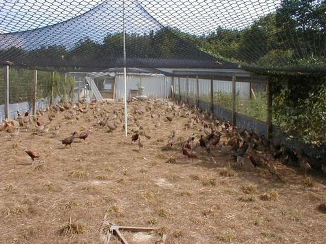 Game Bird Pens, Pheasant Pen, Quail Habitat, Raising Pheasants, Meat Chickens Breeds, Pheasant Farm, Garden Scooters, Palette Garden, Outdoor Pet Enclosure