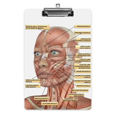 Muscles Labeled, Cosmetic Injector, Acrylic Wall Panels, Nurse Injector, Facial Anatomy, Acrylic Photo Prints, Cosmetic Clinic, Acrylic Board, Facial Muscles