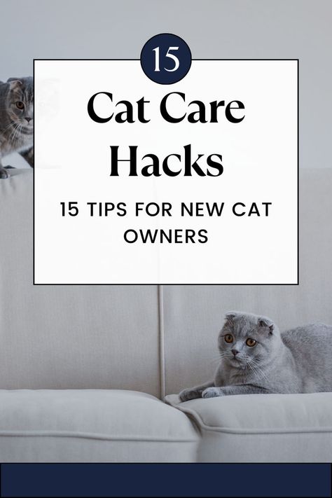 Dive into our ultimate guide for new cat owners! Learn 15 game-changing cat care hacks and indoor cat care tips to ensure your feline friend thrives. Click for expert advice and must-know tips! 😺 #CatCareTips #NewCatOwner #IndoorCatCare Cat Care Tips Health, First Time Cat Owner Tips, Cat Owner Hacks, Cat Owner Tips, First Time Cat Owner, Cat Proofing, Tattoos With Kids Names, Scared Cat, Cat Hacks