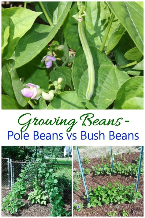 Growing Beans - Pole beans vs Bush beans Growing Bush Beans, Green Bean Trellis, Bean Trellis, Bean Garden, Growing Green Beans, Growing Beans, Gemüseanbau In Kübeln, Easy Vegetables To Grow, Bush Beans