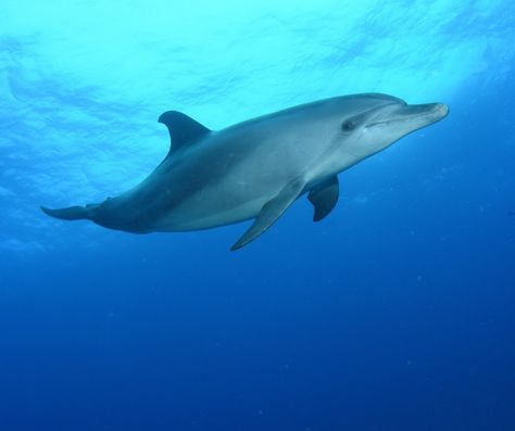 Happy World Dolphin Day! 🌍🐬 We are featuring @raggycharters based in Gqeberha (Port Elizabeth). They offer expertly guided sea cruises, the oldest Marine Eco Tour Company combined with a Conservation Project (Baywatch Project) in Africa – since 1992. The most commonly found bottlenose dolphin in Algoa Bay is the Indo-Pacific species. Indo-Pacific bottlenose dolphins reach a maximum of 2.6m and 230kg, much smaller than the common bottlenose which can reach 4 metres in length. Want to see do... Common Bottlenose Dolphin, Bottlenose Dolphin, Port Elizabeth, Baywatch, The Common, Beautiful Horses, Cruises, Dolphins, Old Things