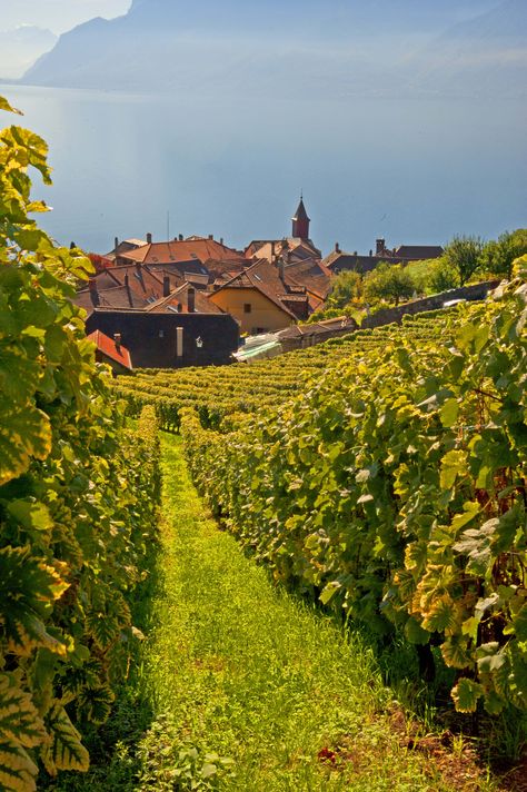 Vineyards in Lavaux, Switzerland Lavaux Switzerland, Vaud Switzerland, Swiss Beauty, Places In Switzerland, Wine Trail, Western Europe, Romantic Travel, Mountain Top, Beautiful Mountains