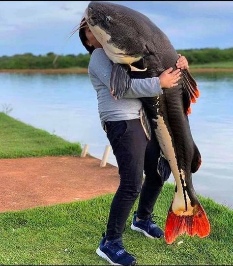 Red Tail Catfish, Amazon Animals, Fishing Australia, Giant Fish, Pond Ideas, Cool Fish, Fishing Pictures, Kids Fishing, Exotic Fish