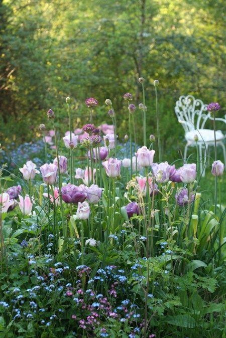 Brenton Roberts Garden, Romantic Cottage Garden, Beatrix Potter Garden Ideas, English Garden Cottage, Terrace Plants, Circle Garden, Garden Tulips, Raising Butterflies, Planting Combinations