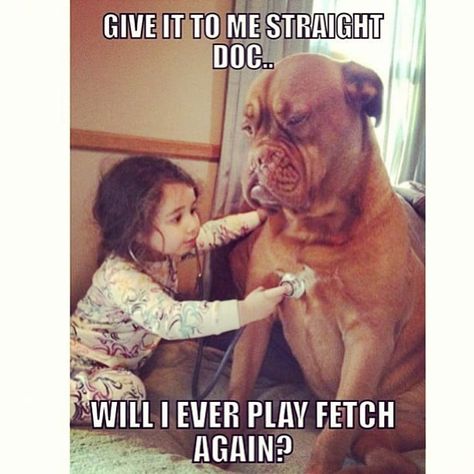 Need a Laugh? These Animal Memes Should Do the Trick! Animal Captions, French Mastiff, Heartwarming Photos, Funny Pictures With Captions, Funny Dog Pictures, Silly Animals, Memes Humor, Funny Animal Memes, Funny Animal Pictures