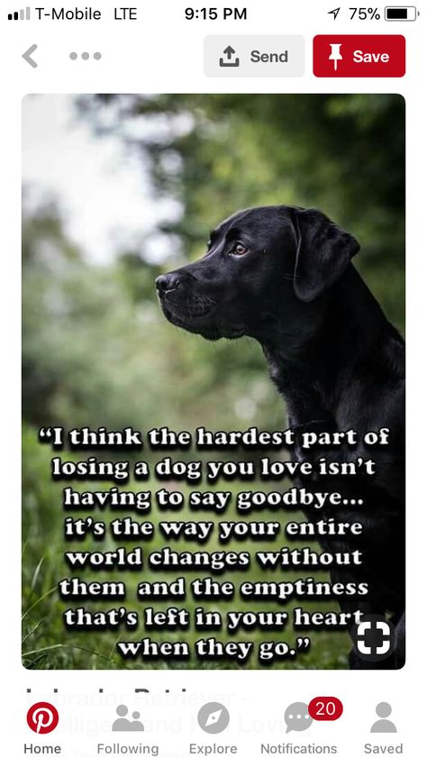 Dog Died Quotes, Lou Dog, Beautiful Pets, Dog Died, Bear Bear, Love My Dog, The Hardest Part, Border Terrier, Airedale Terrier