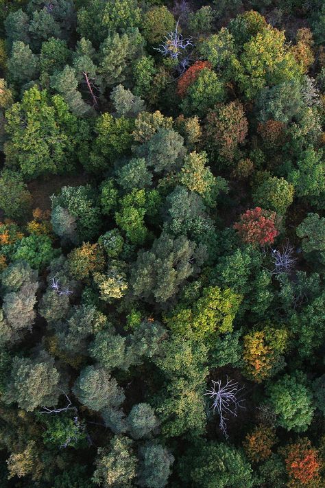 aerial view of autumn colored trees, sweden | nature + landscape photography Trees In The Forest, 숲 사진, Backyard Canopy, Garden Canopy, Tree Forest, Photo Tree, To Infinity And Beyond, Birds Eye View, Drone Photography