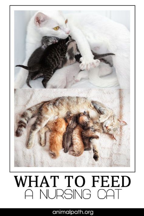 What To Feed Cats, Diy Cat Food, Kitten Formula, Nurse Cat, Homemade Cat Food, Pregnant Cat, Cat Nutrition, Kitten Food, Mother Cat