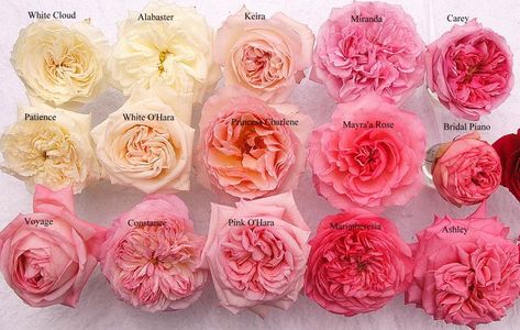 Different pink and white garden roses taken in the same picture so that you can compare colors. Flower Library, Cut Garden, Rose Farm, Flower Chart, Tropical Wedding Flowers, Blush Wedding Flowers, Beach Wedding Flowers, Rose Varieties, Unique Wedding Flowers