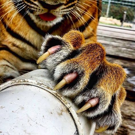 Tiger Paws Reference, Angry Animals, Tiger Claw, Tiger Artwork, Tiger Paw, Asian Tattoos, Lion Canvas, Incredible Creatures, Cat Claws