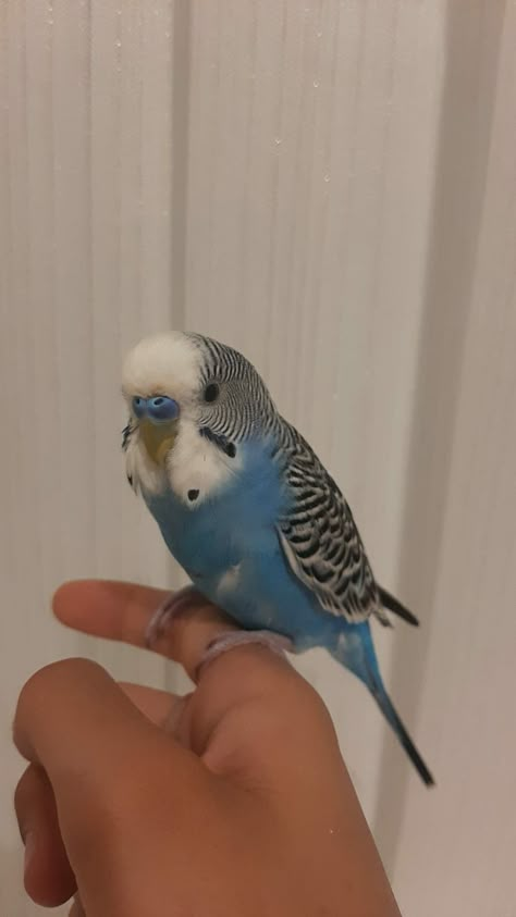 Kuş Story, Flirty X Flustered, Cute Budgies, Blue Budgie, Blue Parakeet, Clouds Wallpaper Iphone, Clouds Wallpaper, Charlie Gillespie, Cutest Babies