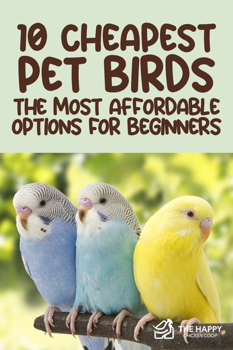 If you’re a newbie in the avian community and searching for budget-friendly options, don’t worry! We compiled 10 of the cheapest birds to help you find the right feathery companion. Best Pet Birds For Beginners, Pet Birds For Beginners, Best Birds For Pets, Parrotlet Birds, Budgie Names, Best Pet Birds, Princess Artwork, Bird Pet, Birds For Sale