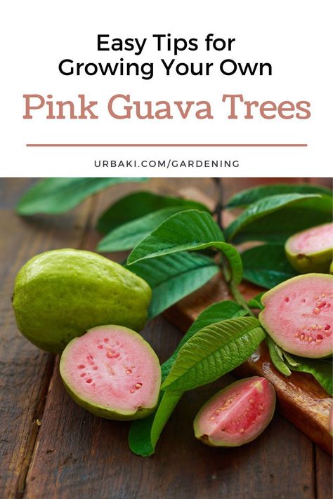 Indulge in the enchanting experience of cultivating pink guava trees effortlessly. From the distinctive mottled bark to the irresistible allure of delectable fruit, discover the joys that come with this sweet and flavorful addition to your garden. Immerse yourself in the comprehensive guidance provided in this video tutorial, ensuring a seamless journey to growing this low-maintenance fruit tree, perfectly suited for regions with mild winters. Uncover the unique charm of pink guava. Guava Tree Care How To Grow, Pink Guava Tree, Survival Knowledge, Guava Plant, Guava Tree, Grafting Plants, Guava Fruit, Pink Guava, Interesting Plants