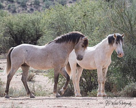 Horses Together, Horse Reference, Rare Horses, Horse Coats, Painting Animals, Horse Inspiration, Mustang Horse, Types Of Horses, Wild Mustangs