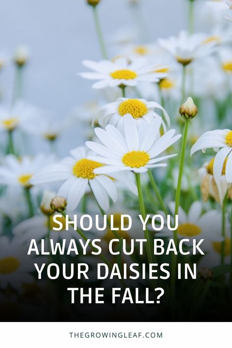 Flowers For Vases, Montauk Daisy, Pruning Plants, Fall Prep, Shasta Daisy, Shasta Daisies, Fall Care, Gerber Daisies, Flower Care