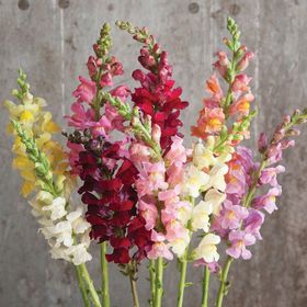 Secret Garden Design, Snap Dragon, Dianthus Flowers, Snapdragon Flowers, Asparagus Beans, Custom Bouquet, Flower Farmer, Plant Images, Plant Spacing