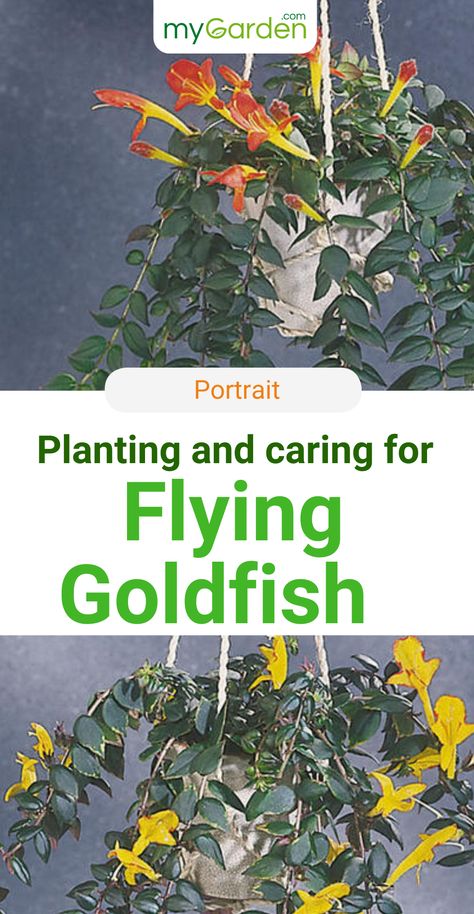 The flying goldfish plant or columnea is a special-looking houseplant that is best used as a hanging plant. They need a warm location and high humidity. This plant has its flowering period in early spring. – And these flowers in combination with the thick, green leaves make an impression! Here you'll find all information you need. #mygarden #flyinggoldfish #columnea Goldfish Plant, Plants For Hanging Baskets, Hanging Plant, Planting Herbs, Potting Soil, Early Spring, Outdoor Plants, Hanging Baskets, Hanging Plants