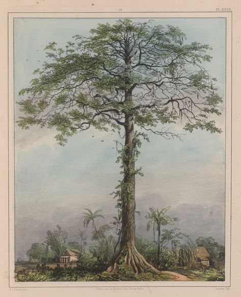 Ceiba Tree Tattoo, Ceiba Tree, Cotton Tree, Tropical Illustration, Wellcome Collection, Tree Fern, Porto Rico, Tree Illustration, Tree Drawing