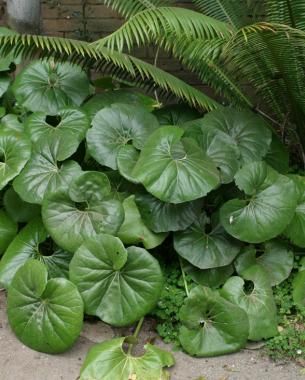 Giant Leaves  https://www.finegardening.com/article/big-leaved-perennials Big Leaf Plants, Leopard Plant, Full Shade Plants, Shade Garden Design, Shade Garden Plants, Shade Gardens, Florida Gardening, Shade Perennials, Fine Gardening