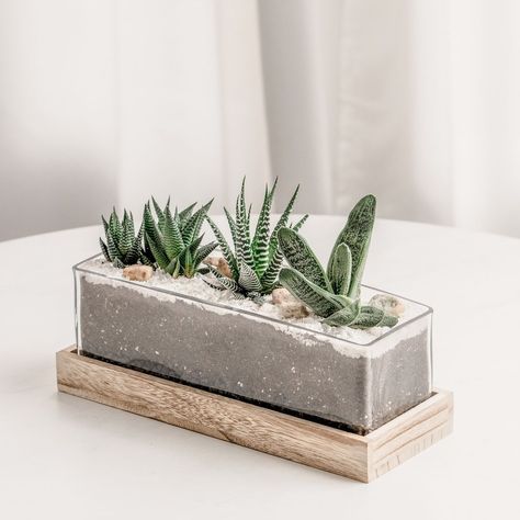 Succulent Bar on Instagram: “Shining a spotlight on a recent client's kind words they sent over to us. We love hearing from you so please don't hesitate to contact us…” Succulent Bar, Glass Succulents, Succulent Varieties, Succulent Display, Succulent Planter Diy, Planter Wall, Gifts For Your Boss, Succulent Centerpieces, Glass Planter