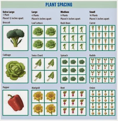 Square Foot Gardening 101 – Dan330 Raised Bed Garden Layout, Square Foot Gardening Layout, Plantarea Legumelor, Vegetable Garden Planning, Bush Beans, Gardening 101, Square Foot Gardening, Plant Spacing, Creative Gardening