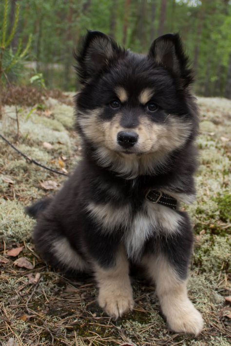 handsomedogs: “  La Mirete | Finnish lapphund ” Haski Dog, An Invincible Summer, Invincible Summer, Finnish Lapphund, Spitz Dogs, Finding Neverland, Animal Pics, Cute Dogs And Puppies